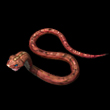 红蛇.jpg